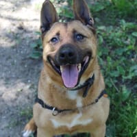 Kyra, chienne à adopter