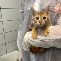 WINNIE, chatte à adopter