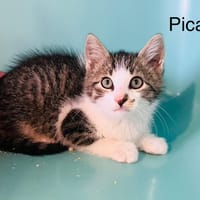 Picasso, chat à adopter