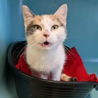 MAUDE QCT (reservee), chatte à adopter