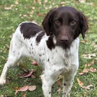 Divine CAA14299, chienne à adopter