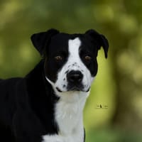 Volt, chien à adopter