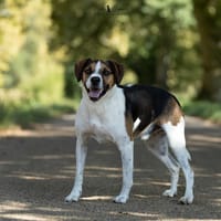 Rêve, chien à adopter