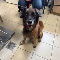 SKAI en attente de radio, chien à adopter