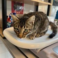 Kâlin att sté, chat à adopter