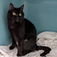 PIPA, chatte à adopter