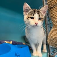 Smoothie, chatte à adopter