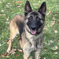 Cheyenne CAA14298, chienne à adopter