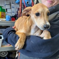 KARAMEL, chienne à adopter
