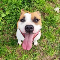 SIARA QCN, chienne à adopter