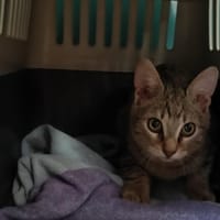 Amy, chat à adopter