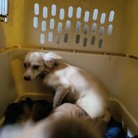 BOUBOU QCN, chienne à adopter