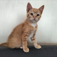 AZIZA, chatte à adopter