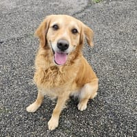 Shadow, chien à adopter