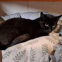 puffin, chatte à adopter
