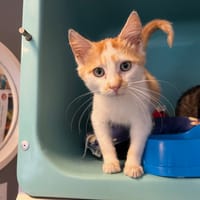 Robin, chat à adopter