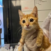 MICKEY, chat à adopter