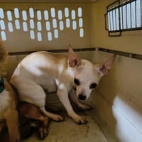 VAHIA QCN, chienne à adopter
