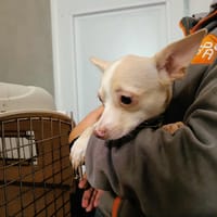 TIC TAC QCN, chienne à adopter