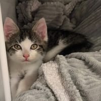 SIGNY, chat à adopter