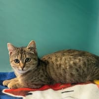 UMA, chatte à adopter
