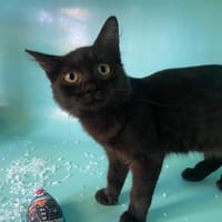 CHIFOUMI, chat à adopter