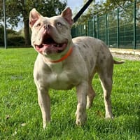 LAIKA, chienne à adopter