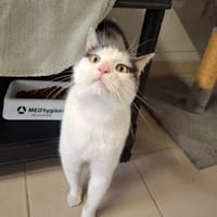 Mojito, chat à adopter