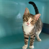 PATACAKE, chat à adopter