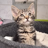 FLOYD, chat à adopter
