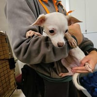 POLLY QCN, chienne à adopter