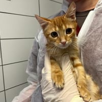 TOUFFU, chat à adopter