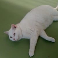 RIO (réservé), chat à adopter