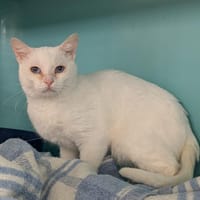 BUZZ, chat à adopter