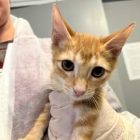 ROUCKY, chat à adopter