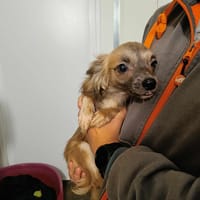 ATHENA QCN, chienne à adopter