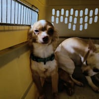 WINNIE QCN, chienne à adopter