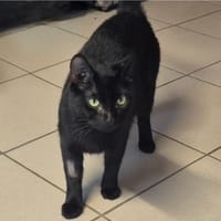 Tourbillon, chatte à adopter
