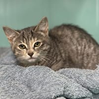 Indi CAB4748, chatte à adopter