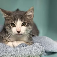 Pat'Blanche CAB4749, chat à adopter