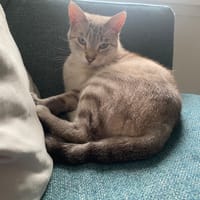 MAYA, chatte à adopter