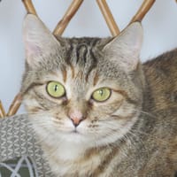 Anis, chatte à adopter