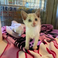 YASSU, chat à adopter