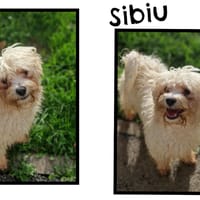 SIBIU, chien à adopter