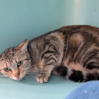 NOUGATINE, chatte à adopter