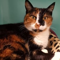 CHATOUILLE QCT, chatte à adopter