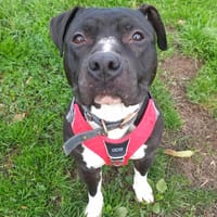 ULYSSE QCN, chien à adopter