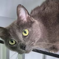 MARYLOU, chatte à adopter
