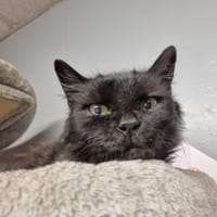 Jimdak, chatte à adopter