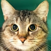 Estrela, chatte à adopter